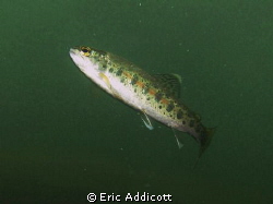 Rainbow trout looking for its next meal, North Fork Stani... by Eric Addicott 